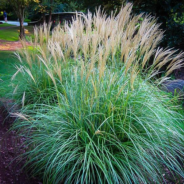 Iarba elefantului "Adagio" 1.00 - 1.50 m / Miscanthus sinensis "Adagio" / gradina-noastra