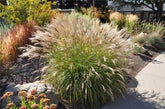 Iarba elefantului "Adagio" 1.00 - 1.50 m / Miscanthus sinensis "Adagio" / gradina-noastra