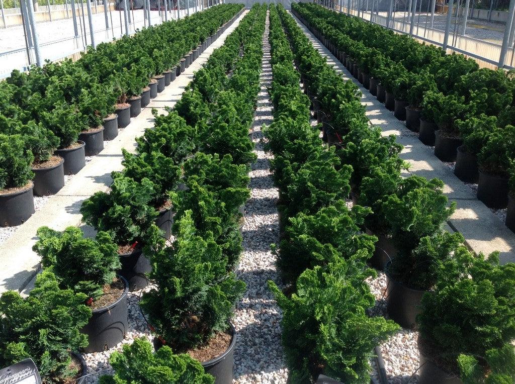 Chiparos fals "Nana Gracilis" 0.20 m / Chamaecyparis obtusa "Nana Gracilis" / gradina-noastra