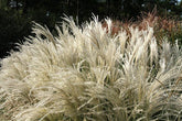 Iarba elefantului "Kleine Fontane" 1.00 - 1.50 m / Miscanthus sinensis "Kleine Fontane"/ gradina-noastra