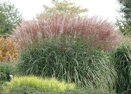 Iarba elefantului "Kleine Fontane" 1.00 - 1.50 m / Miscanthus sinensis "Kleine Fontane"/ gradina-noastra