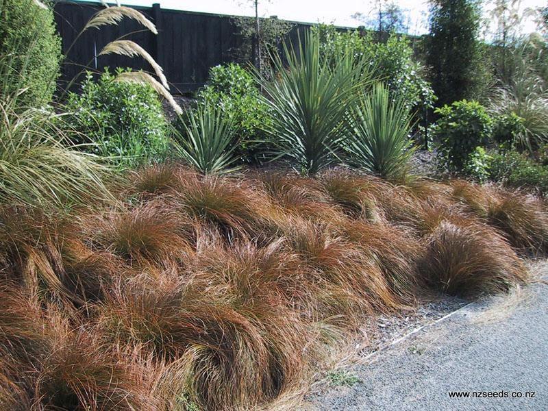 Carex testacea 0.20 - 0.30 m / Carex testacea "Prairie Fire"/ gradina-noastra