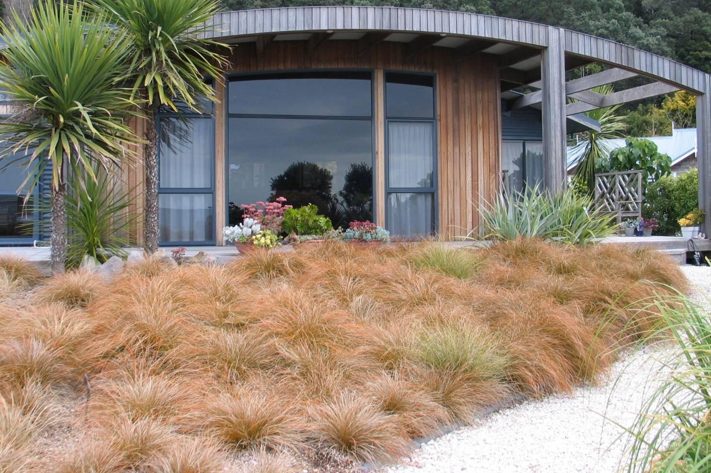 Carex testacea 0.20 - 0.30 m / Carex testacea "Prairie Fire"/ gradina-noastra
