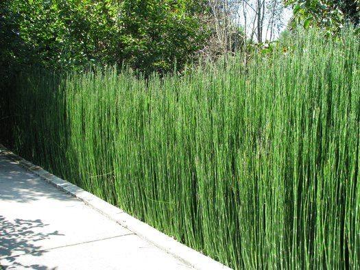Equisetum hyemale 0.80 - 1.00 m / Equisetum hyemale var. japonicum/ gradina-noastra