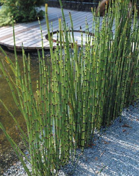 Equisetum hyemale 0.80 - 1.00 m / Equisetum hyemale var. japonicum/ gradina-noastra