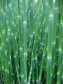 Equisetum hyemale 0.80 - 1.00 m / Equisetum hyemale var. japonicum/ gradina-noastra