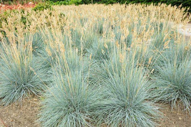 Festuca "Elijah Blue" 0.20 - 0.30 m / Festuca "Elijah Blue"/ gradina-noastra