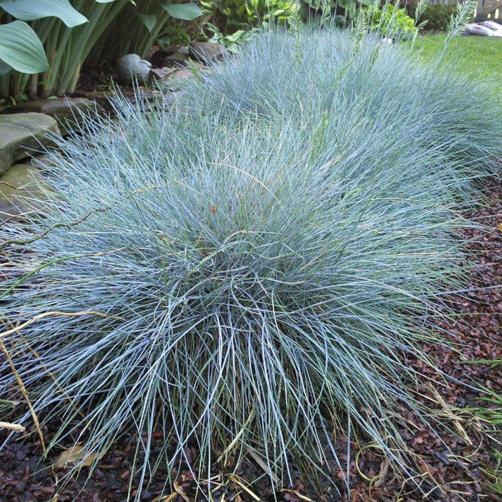 Festuca "Elijah Blue" 0.20 - 0.30 m / Festuca "Elijah Blue"/ gradina-noastra