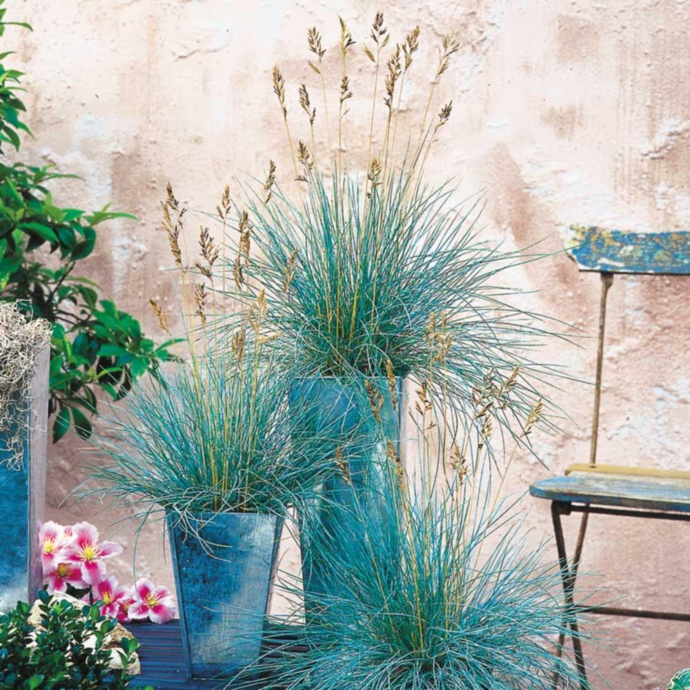 Festuca "Elijah Blue" 0.20 - 0.30 m / Festuca "Elijah Blue"/ gradina-noastra