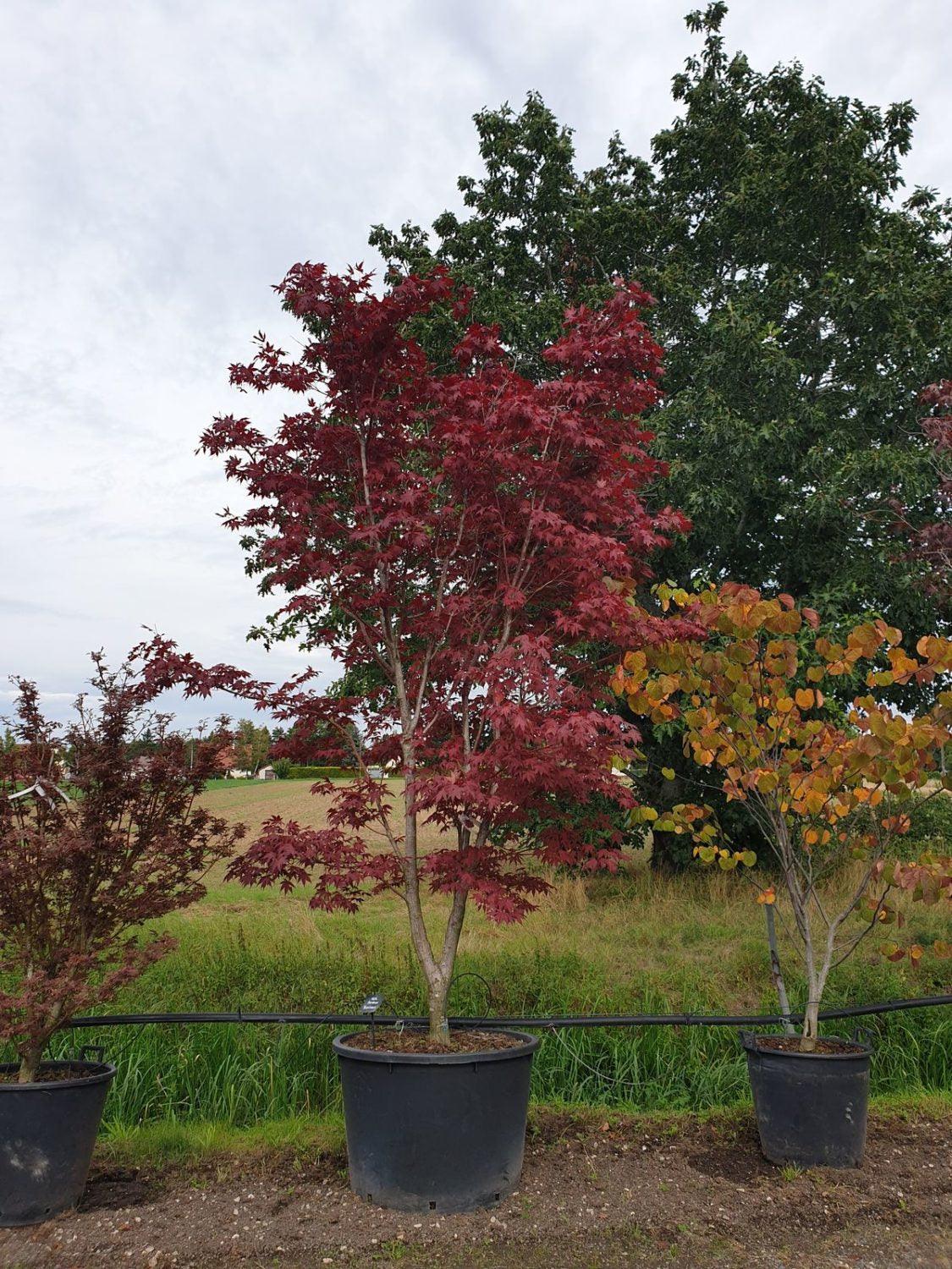 Artar japonez "Bloodgood" 1.75 - 2.00 m / Acer palmatum "Bloodgood" / gradina-noastra