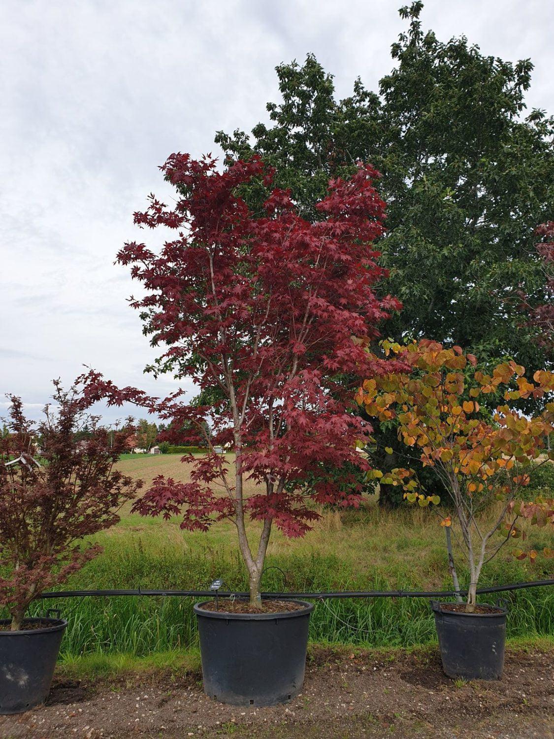 Artar japonez &quot;Bloodgood&quot; 1.75 - 2.00 m / Acer palmatum &quot;Bloodgood&quot; / gradina-noastra