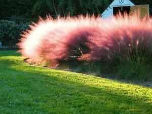 Muhlenbergia capillaris 0.60 - 1.00 m / Muhlenbergia capillaris/ gradina-noastra