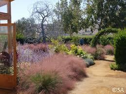 Muhlenbergia capillaris 0.60 - 1.00 m / Muhlenbergia capillaris/ gradina-noastra