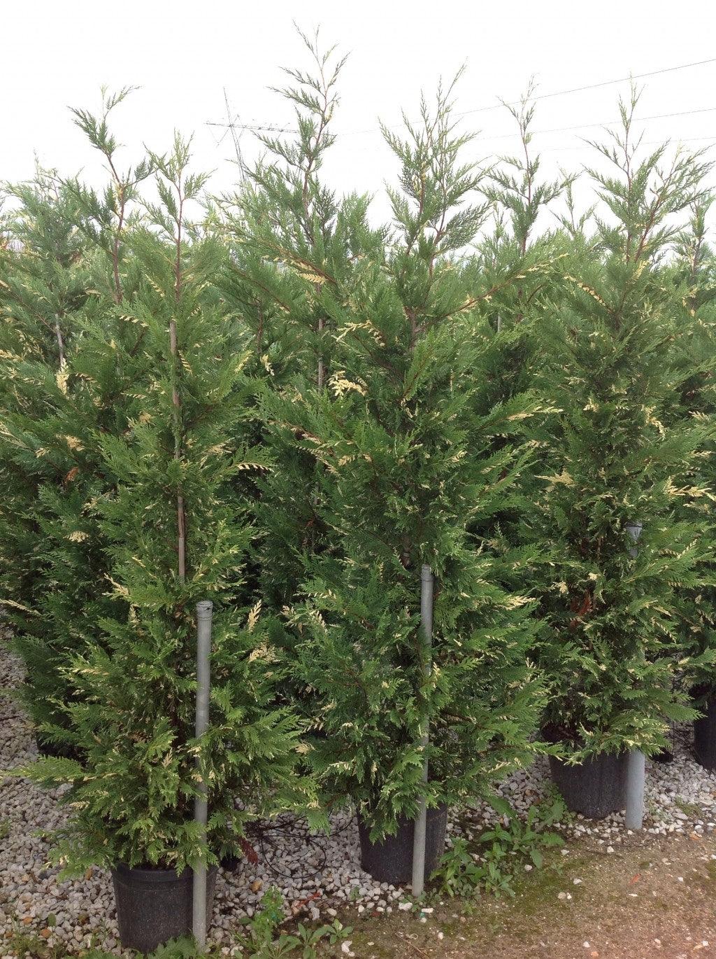 Chiparos leylandii variegat 1.70 - 2.00 m / x Cupressocyparis leylandii "Variegatus" / gradina-noastra