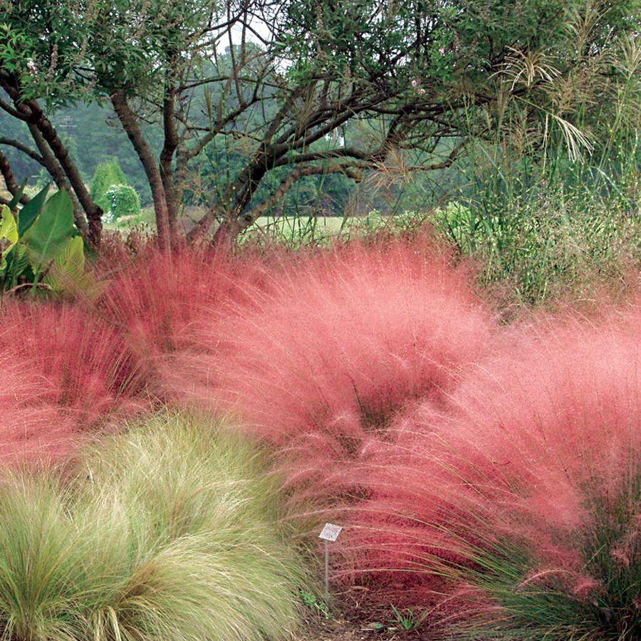 Muhlenbergia capillaris 0.60 - 1.00 m / Muhlenbergia capillaris/ gradina-noastra