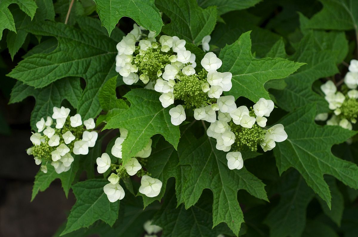 Hortensia "Quercifolia" 0.50 - 0.70 m / Hydrangea quercifolia/ by gradina-noastra