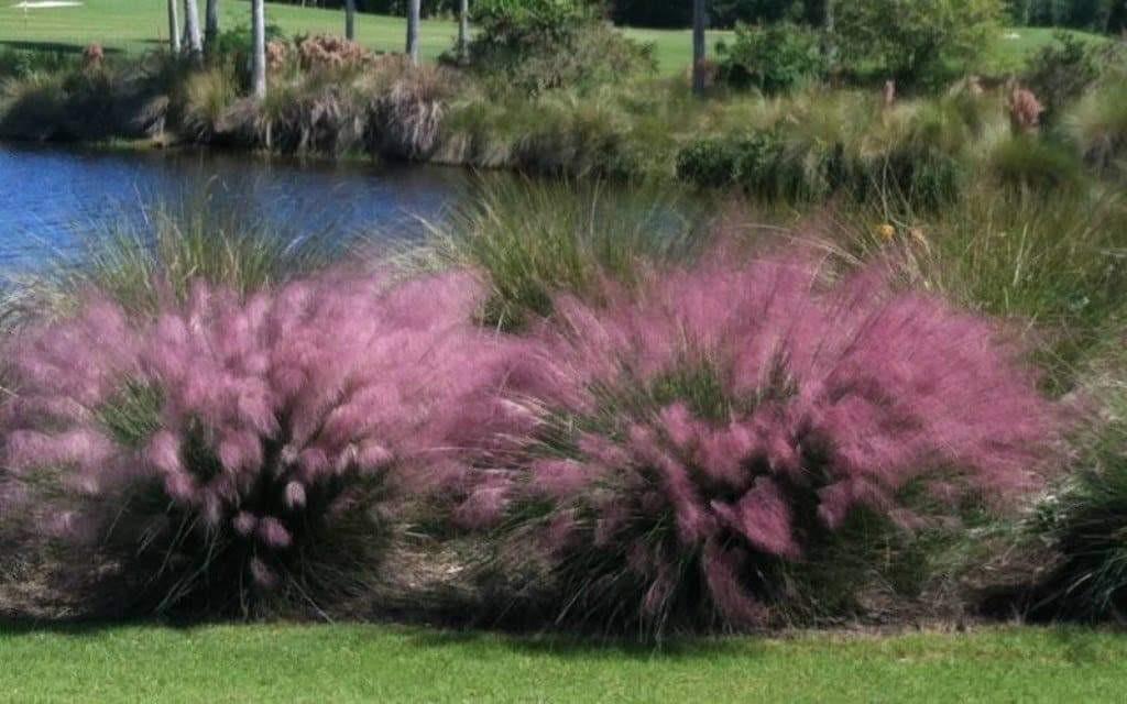Muhlenbergia capillaris 0.60 - 1.00 m / Muhlenbergia capillaris/ gradina-noastra