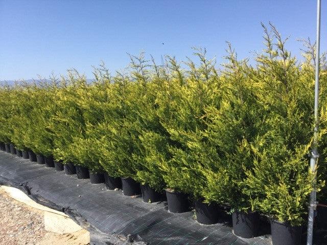 Chiparos leylandii "Castwellan Gold" 1.70 - 1.80 m / x Cupressocyparis leylandii Castwellan Gold / gradina-noastra