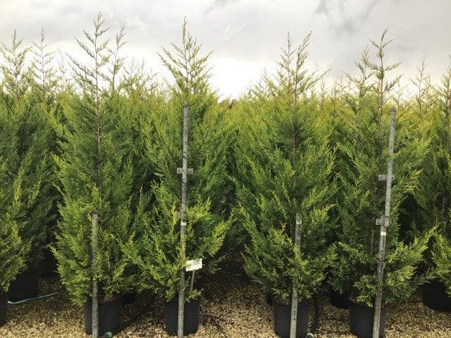 Chiparos leylandii "Castwellan Gold" 1.70 - 1.80 m / x Cupressocyparis leylandii Castwellan Gold / gradina-noastra