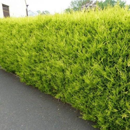 Chiparos leylandii "Castwellan Gold" 1.70 - 1.80 m / x Cupressocyparis leylandii Castwellan Gold / gradina-noastra