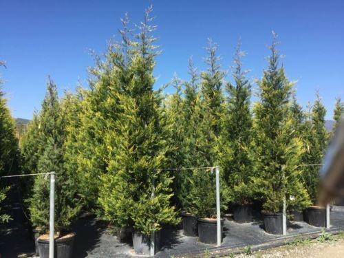 Chiparos leylandii "Castwellan Gold" 2.30 - 2.50 m / x Cupressocyparis leylandii Castwellan Gold / gradina-noastra