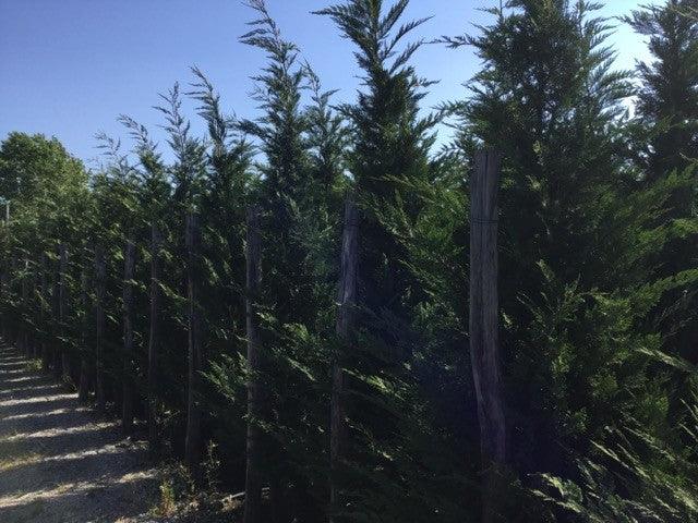 Chiparos leylandii 2.50 - 2.70 m / x Cupressocyparis leylandii / gradina-noastra