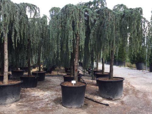 Cedru argintiu curgator 2.50 - 3.00 m / Cedrus atlantica "Glauca Pendula" / gradina-noastra