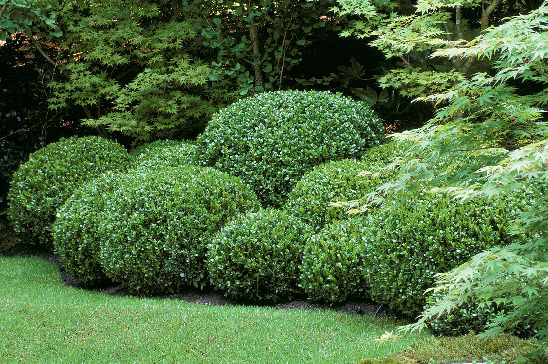 Buxus "Faulkner" minge 0.40- 0.50 m / Buxus microphylla"Faulkner"/ - Gradina Noastra