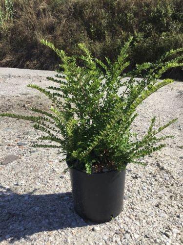 Lonicera 0.60 - 0.80 m / Lonicera nitida "Maigruen" / gradina-noastra