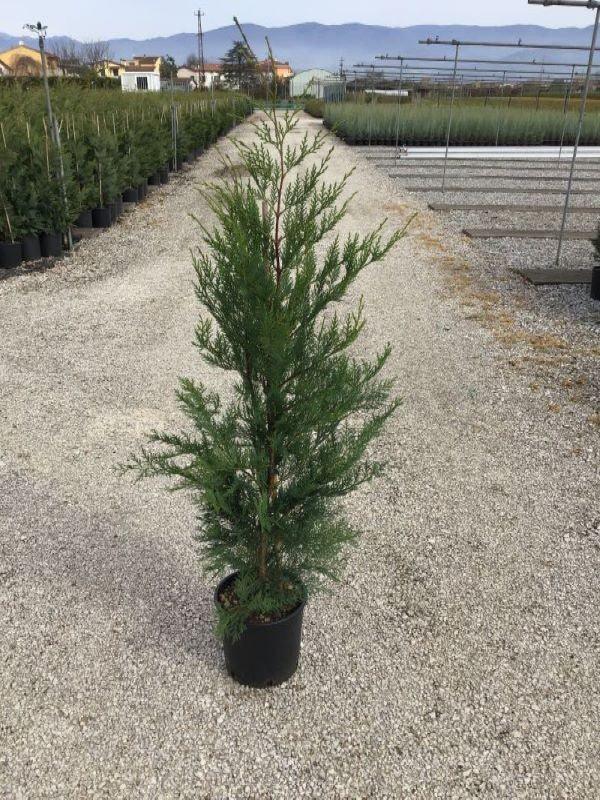 Chiparos leylandii 1.30 - 1.40 m / x Cupressocyparis leylandii / gradina-noastra