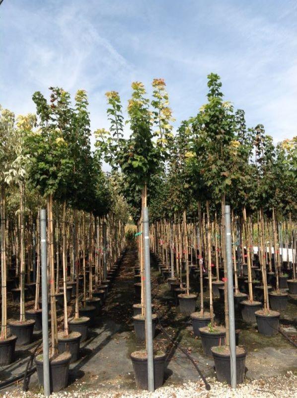 Artar Globular 2.50 - 3.00 m / Acer Platanoides "Globusum"/ gradina-noastra