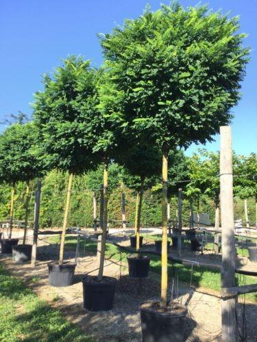 Salcam Globular 3.00 - 3.50 m / Robinia pseudoacacia "Umbraculifera"/ gradina-noastra