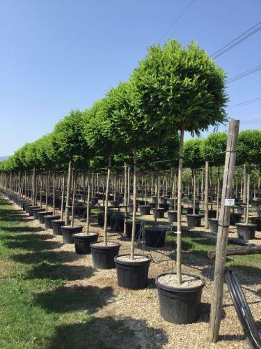Salcam Globular 3.00 - 3.50 m / Robinia pseudoacacia "Umbraculifera"/ gradina-noastra