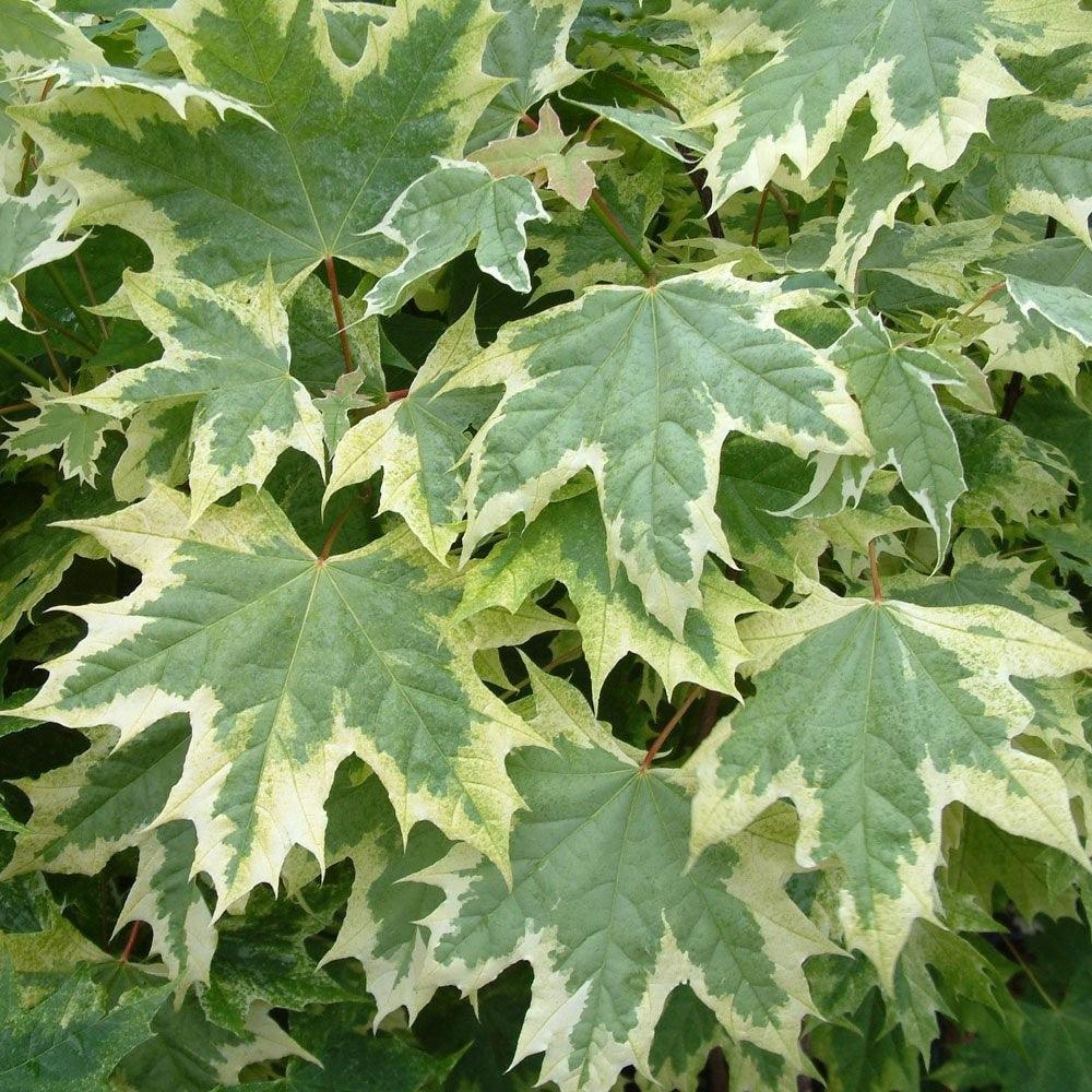 Artar "Drummondii" 3.00 - 3.50 m / Acer Platanoides "Drummondii"/ gradina-noastra