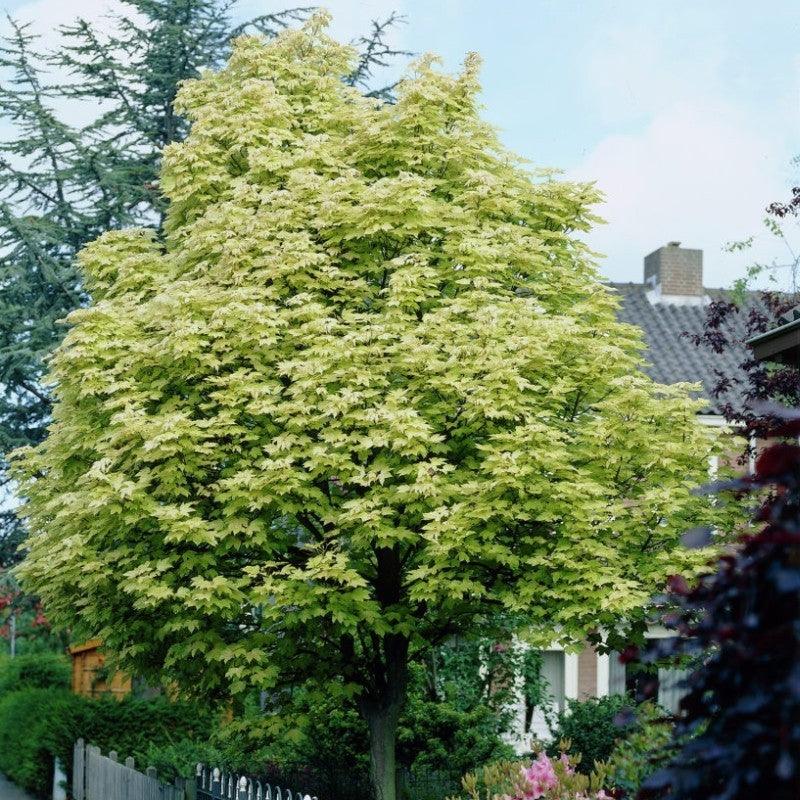 Artar "Drummondii" 3.00 - 3.50 m / Acer Platanoides "Drummondii"/ gradina-noastra