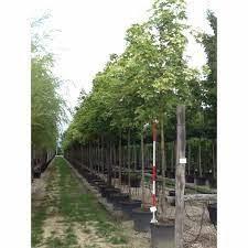 Artar "Drummondii" 3.00 - 3.50 m / Acer Platanoides "Drummondii"/ gradina-noastra