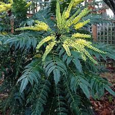 Mahonie "Charity" 0.60 - 0.80 m / Mahonia x media "Charity" / gradina-noastra