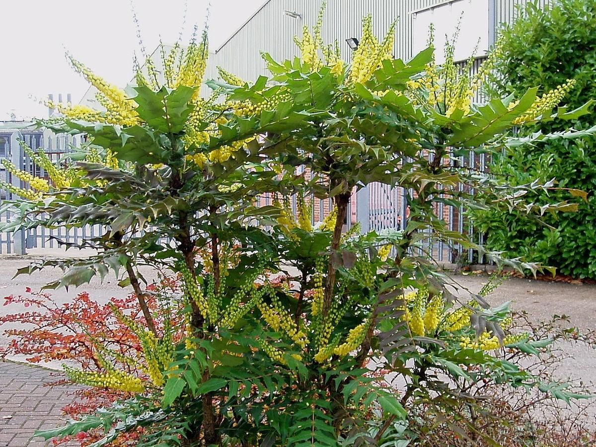 Mahonie "Charity" 0.60 - 0.80 m / Mahonia x media "Charity" / gradina-noastra