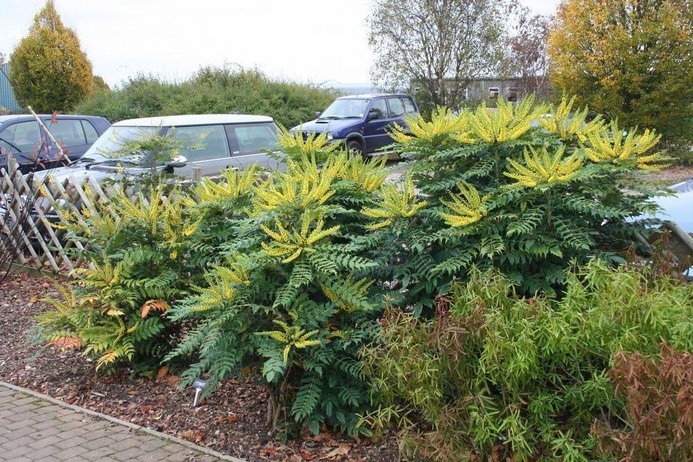 Mahonie "Charity" 0.60 - 0.80 m / Mahonia x media "Charity" / gradina-noastra