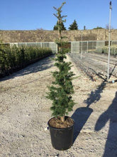 Cedru de Liban 1.50 - 1.75 m / Cedrus libani / gradina-noastra