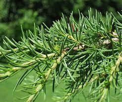 Cedru de Liban 1.50 - 1.75 m / Cedrus libani / gradina-noastra