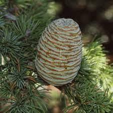 Cedru de Liban 1.50 - 1.75 m / Cedrus libani / gradina-noastra