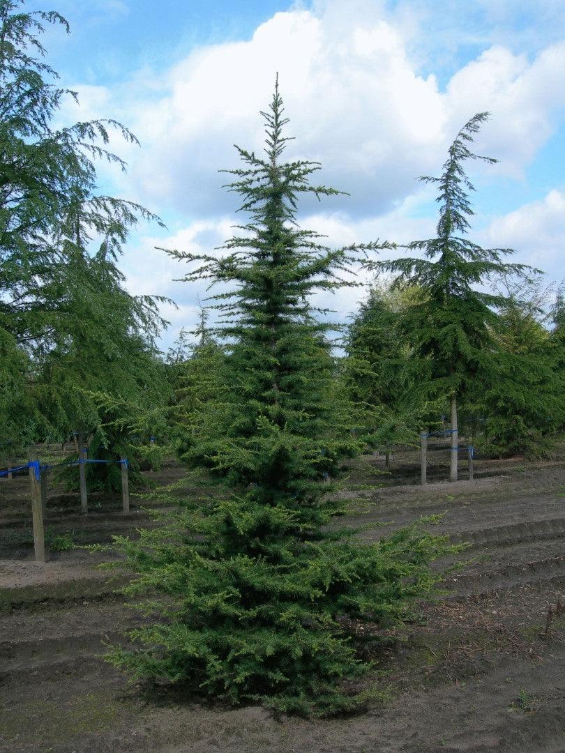 Cedru de Liban 1.50 - 1.75 m / Cedrus libani / gradina-noastra