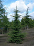 Cedru de Liban 1.50 - 1.75 m / Cedrus libani / gradina-noastra