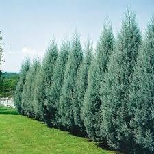 Chiparos de Arizona fastigiat 1.75 - 2.00 m / Cupressus arizonica ‘Fastigiata’ / gradina-noastra