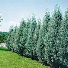 Chiparos de Arizona fastigiat 2.00 - 2.50 m / Cupressus arizonica ‘Fastigiata’ / gradina-noastra