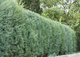 Chiparos de Arizona fastigiat 2.00 - 2.50 m / Cupressus arizonica ‘Fastigiata’ / gradina-noastra