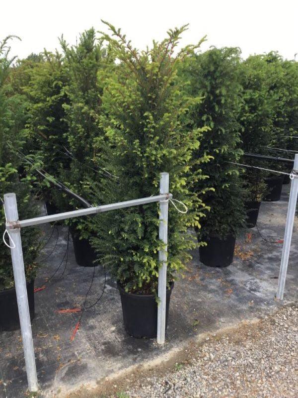 Tisa 1.30 - 1.40 m / Taxus baccata / gradina-noastra