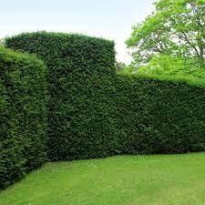 Tisa 1.30 - 1.40 m / Taxus baccata / gradina-noastra
