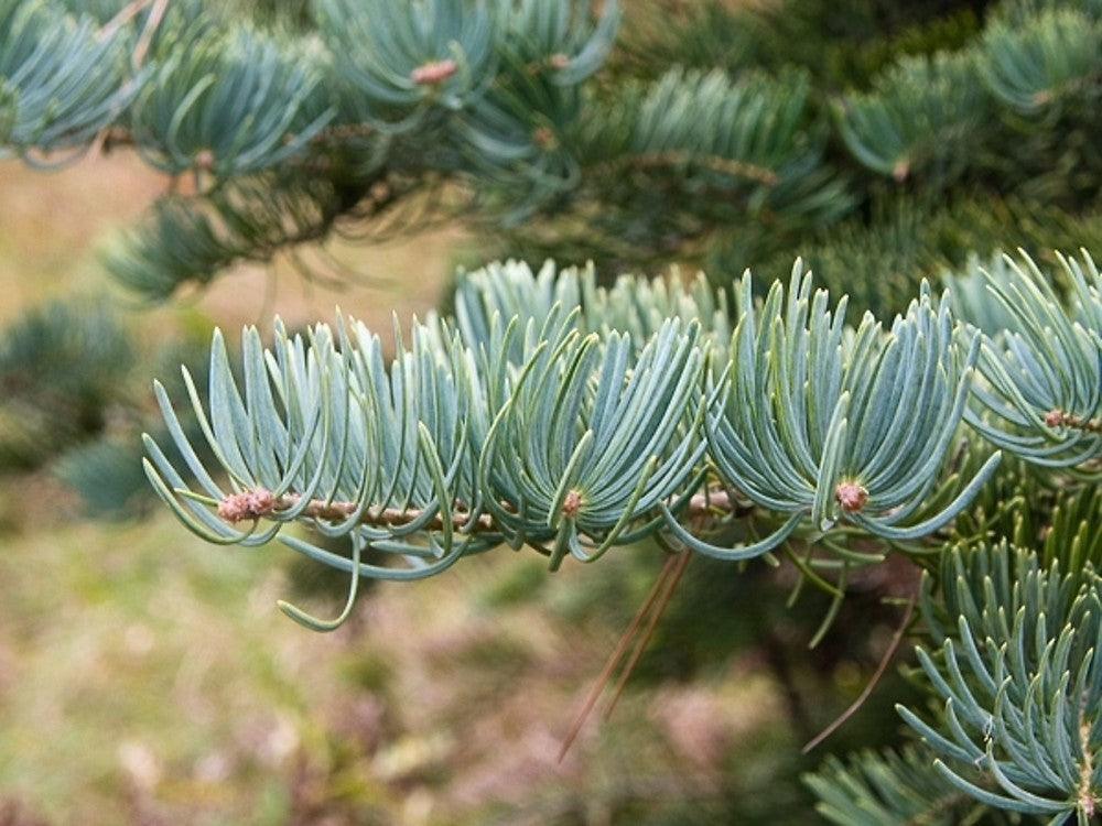 Brad alb 1.70 - 2.00 m / Abies concolor / gradina-noastra